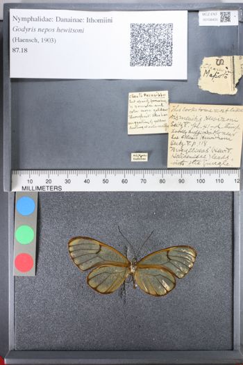 Media type: image;   Entomology 108450